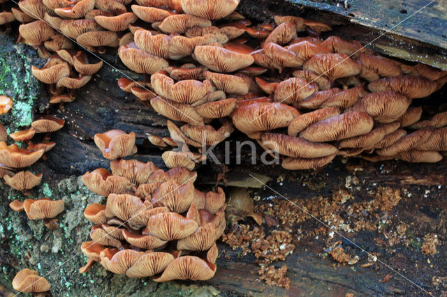 Stobbezwammetje (Pholiota mutabilis)