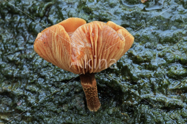 Stobbezwammetje (Pholiota mutabilis)