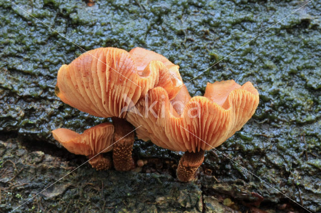 Stobbezwammetje (Pholiota mutabilis)