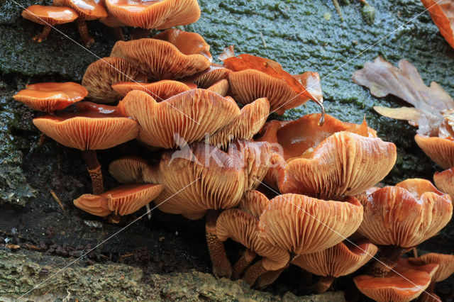 Changeable Pholiota (Pholiota mutabilis)