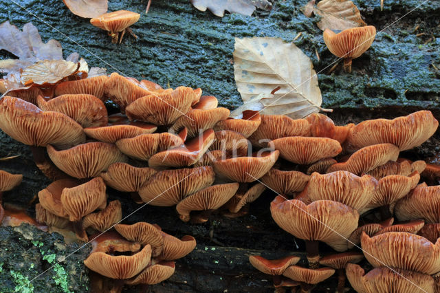 Stobbezwammetje (Pholiota mutabilis)