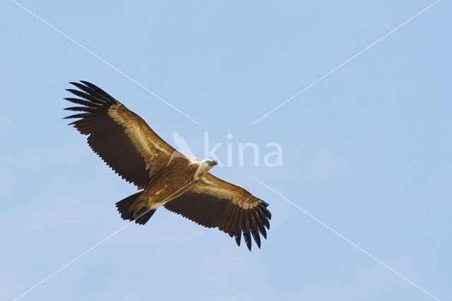 Eurasian Griffon (Gyps fulvus)