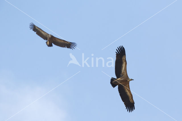 Eurasian Griffon (Gyps fulvus)