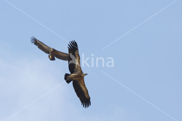 Eurasian Griffon (Gyps fulvus)