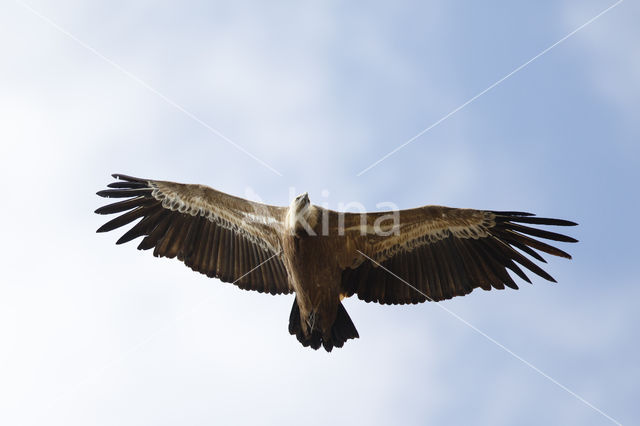 Eurasian Griffon (Gyps fulvus)