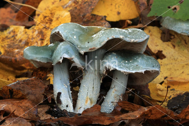 Blue Toadstool (Psilocybe caerulea)