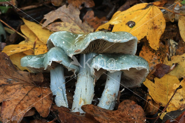 Valse kopergroenzwam (Psilocybe caerulea)