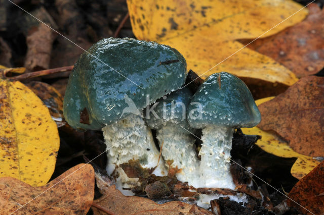 Valse kopergroenzwam (Psilocybe caerulea)
