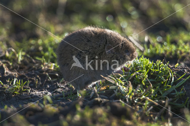 Common Vole (Microtus arvalis)