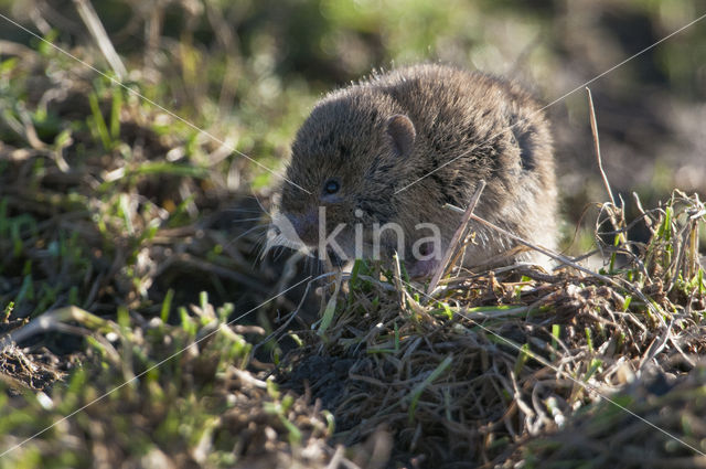 Veldmuis (Microtus arvalis)