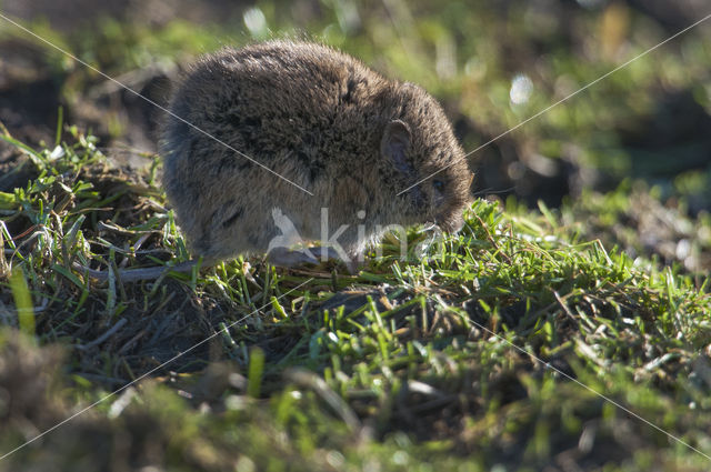 Common Vole (Microtus arvalis)