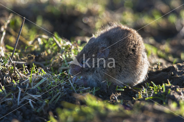 Veldmuis (Microtus arvalis)