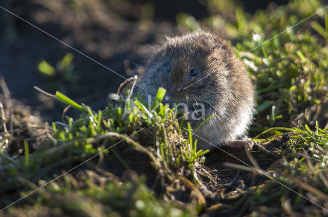 Veldmuis (Microtus arvalis)