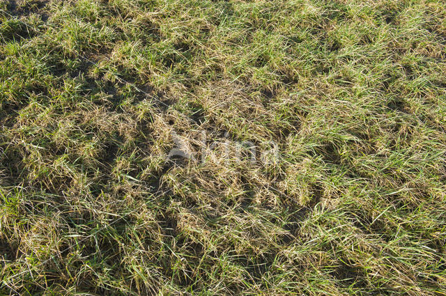 Common Vole (Microtus arvalis)