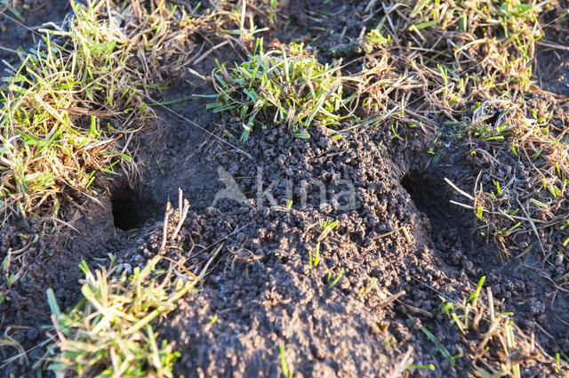 Common Vole (Microtus arvalis)