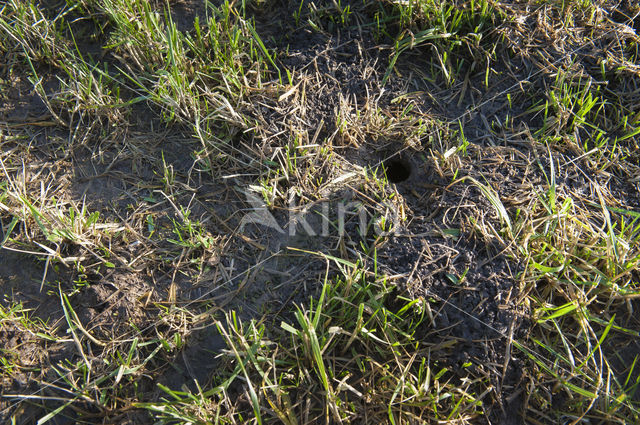 Common Vole (Microtus arvalis)