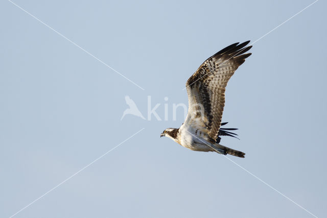 Visarend (Pandion haliaetus)