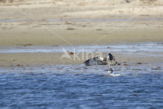 Visarend (Pandion haliaetus)