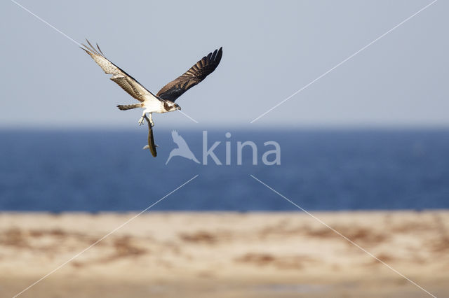 Visarend (Pandion haliaetus)