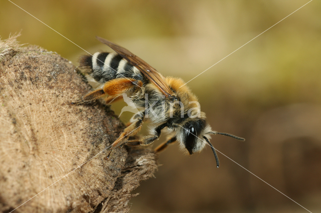 Banded Mining Bee (Andrena gravida)