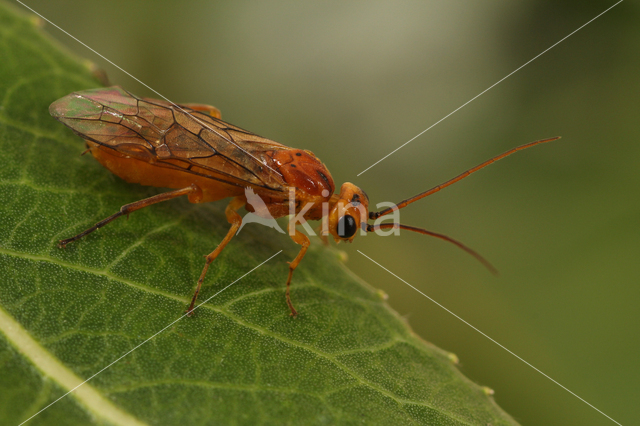 Weidebladwesp (Nematus miliaris)