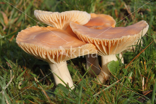 Weidewasplaat (Hygrocybe pratensis)