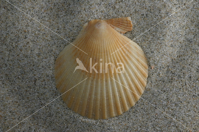 Queen Scallop (Aequipecten opercularis)