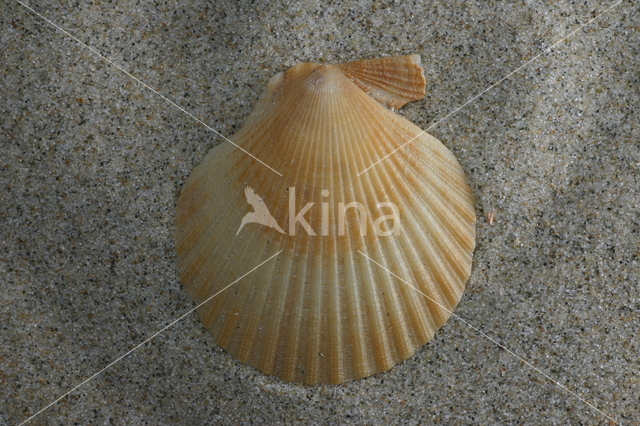 Wijde mantel (Aequipecten opercularis)