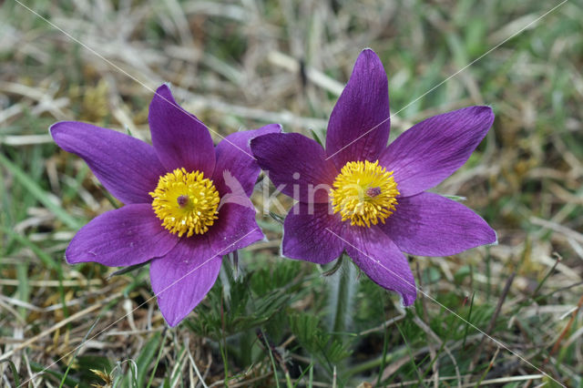 Wildemanskruid (Pulsatilla vulgaris)