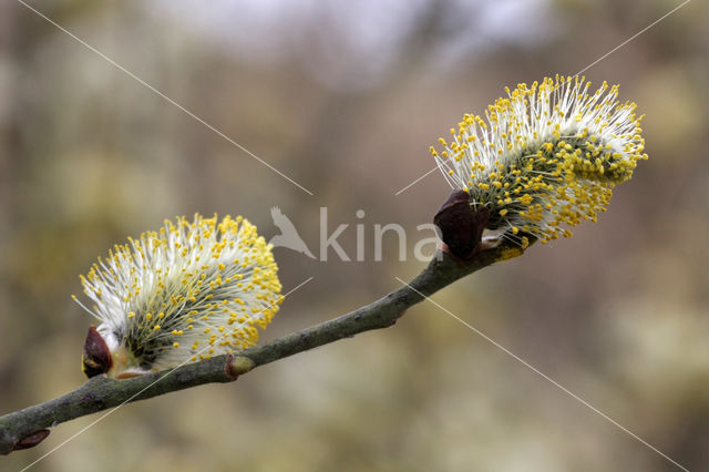 Willow (Salix)