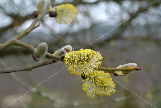 Willow (Salix)