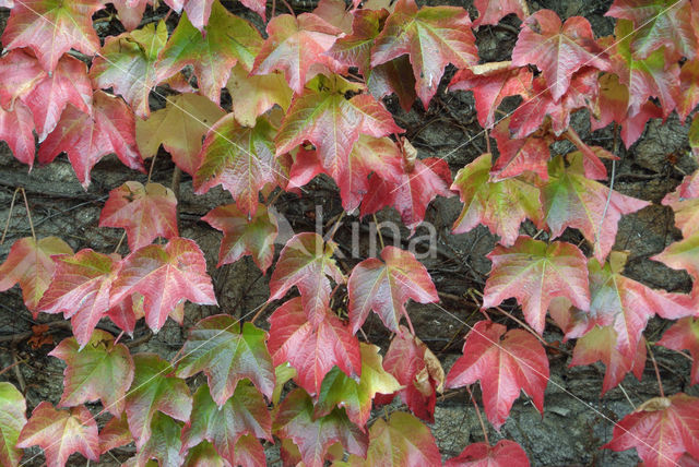 Creeper (Parthenocissus spec.)