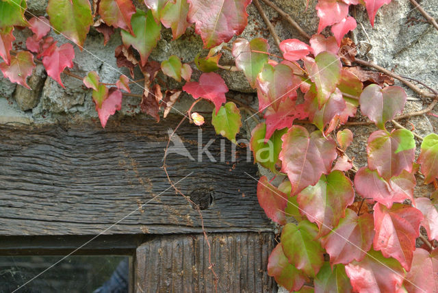 Creeper (Parthenocissus spec.)