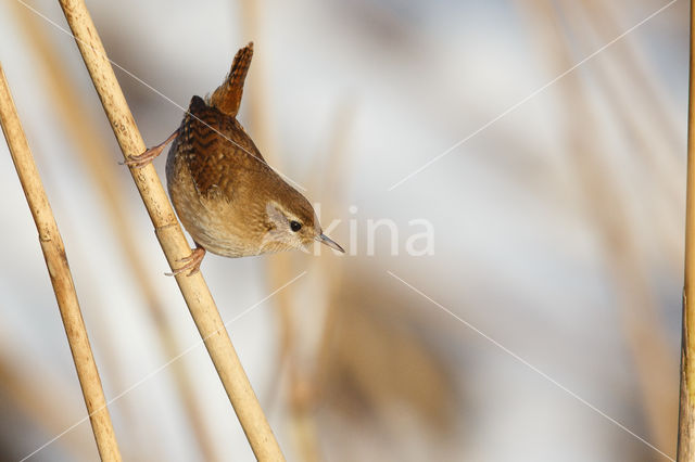 Winterkoning (Troglodytes troglodytes)