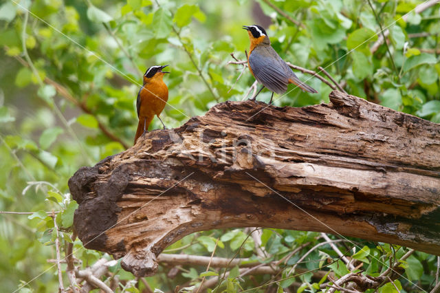 White-browed Robin-Chat (Cossypha heuglini)