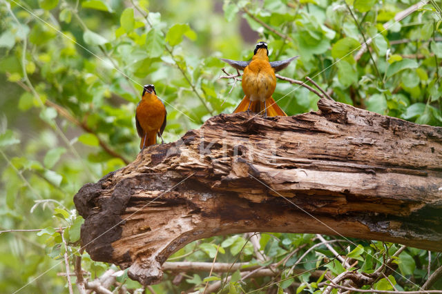 White-browed Robin-Chat (Cossypha heuglini)