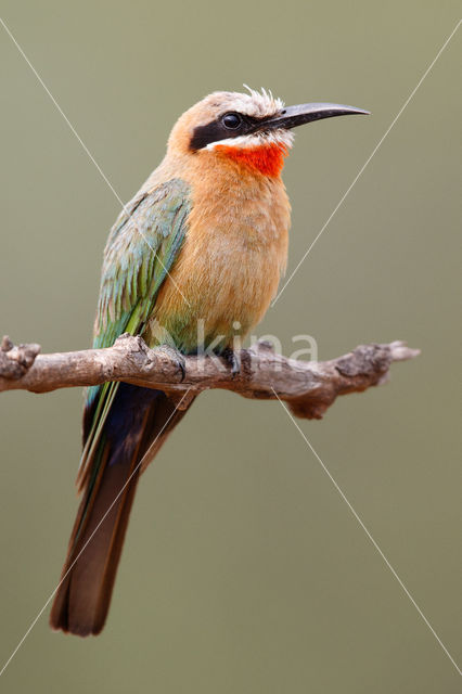 Witkapbijeneter (Merops bullockoides)