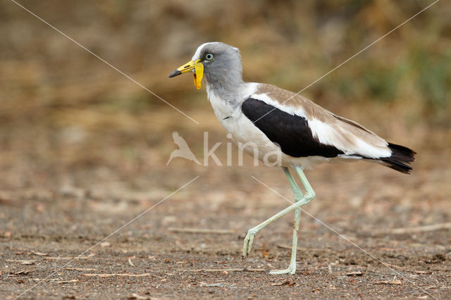 Witkruinkievit (Vanellus albiceps)