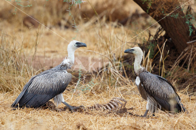 African white-backed vulture (Gyps africanus)