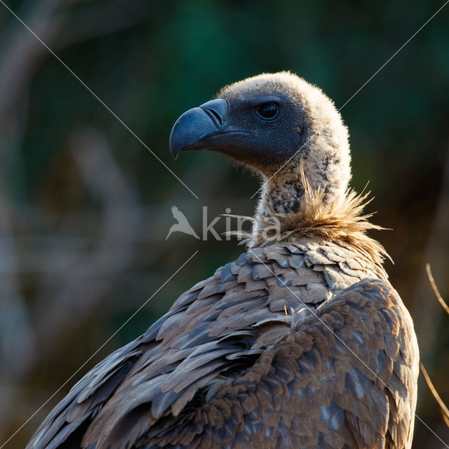 African white-backed vulture (Gyps africanus)