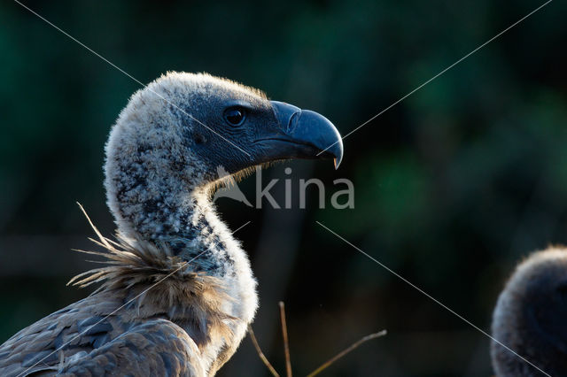 African white-backed vulture (Gyps africanus)