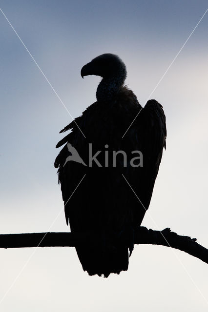 African white-backed vulture (Gyps africanus)