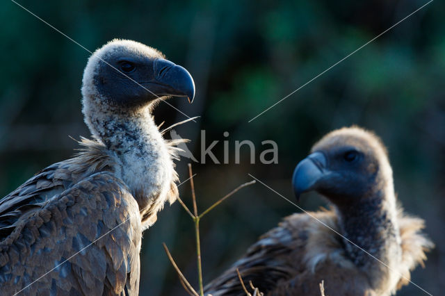 African white-backed vulture (Gyps africanus)