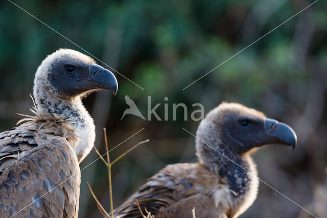 African white-backed vulture (Gyps africanus)