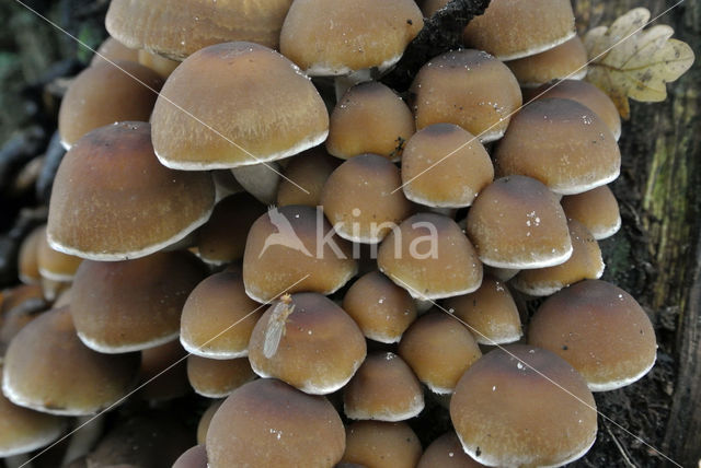 Witsteelfranjehoed (Psathyrella piluliformis)