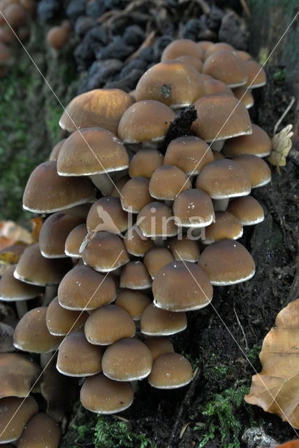 Common stump Brittlestem (Psathyrella piluliformis)