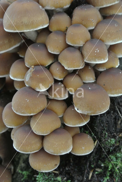 Common stump Brittlestem (Psathyrella piluliformis)