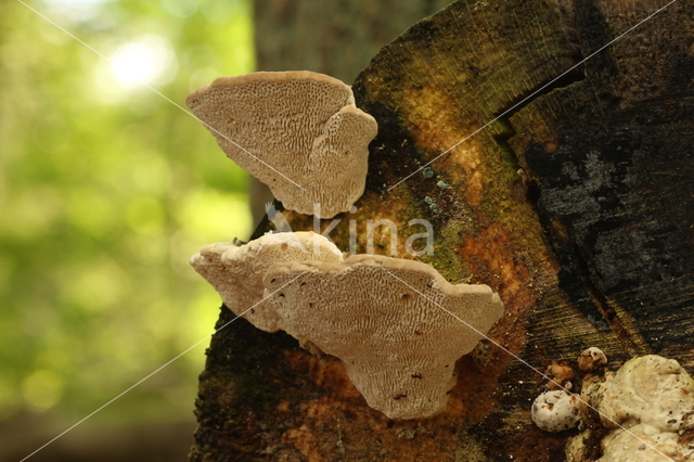 Lumpy Bracket (Trametes gibbosa)