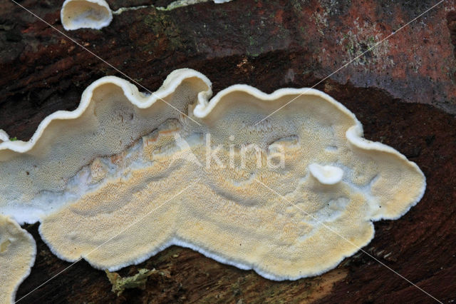 Skeletocutis amorpha