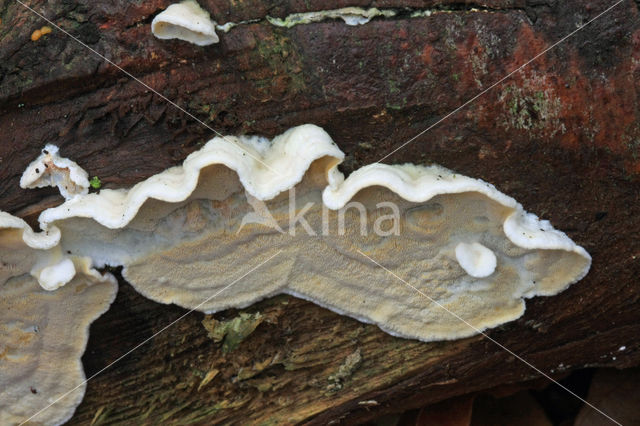 Skeletocutis amorpha